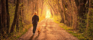 A woman walking her dog through a row of tall trees