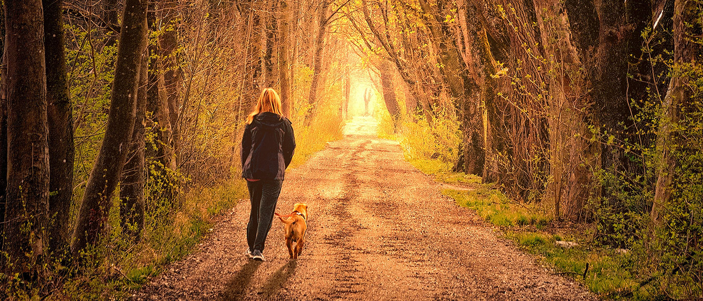 A woman walking her dog through a row of tall trees